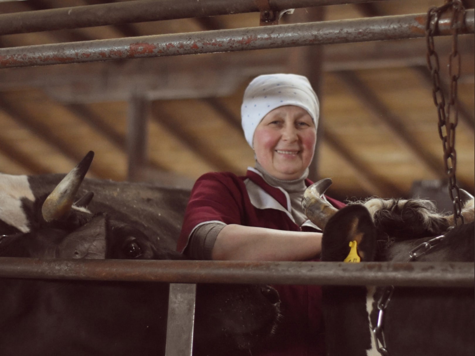 Уже завтра выберут лучших техников по искусственному осеменению животных и операторов машинного доения коров Вологодской области.