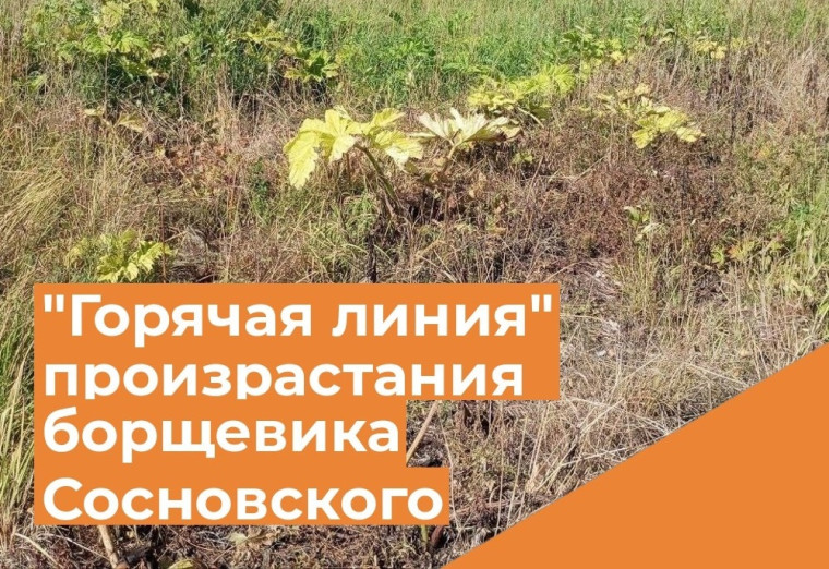 Организована "горячая линия" для обращения граждан и передачи сведений по выявлению произрастания борщевика Сосновского.